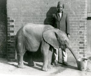El joven elefante africano Kiberenge siendo dado de beber por Darisha, Zoológico de Londres, septiembre de 1923 de Frederick William Bond